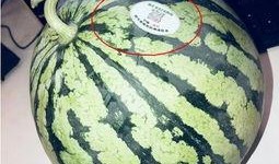 食堂吃瓜的网红是谁,揭秘美食背后的故事