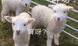 灰小羊视频爆料者是谁,是谁揭开神秘面纱？