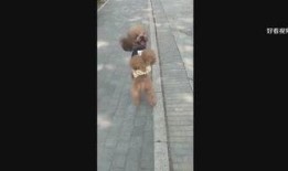 爆料娱乐小哥视频在线观看,独家爆料视频在线观看，带你领略幕后精彩瞬间