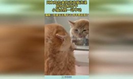 捡来的猫男友在线观看,在线观看揭开奇幻爱情之谜