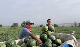 娱乐718.吃瓜王大炮,揭秘吃瓜王大炮的瓜界传奇