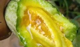 吃网红的瓜最新,吃瓜群众如何紧跟“网红瓜”潮流