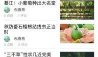 今日头条大蒜农爆料,丰收却难卖，蒜农心声引关注
