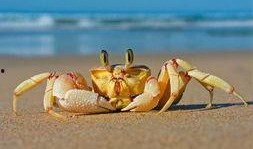 螃蟹热点爆料视频大全,揭秘海洋生物的奇妙世界