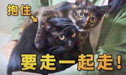 捡来的猫男友在线观看,在线观看揭开奇幻爱情之谜