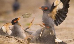 策划八哥爆料视频大全下载,视频大全下载攻略全解析