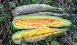 吃网红的瓜最新,吃瓜群众如何紧跟“网红瓜”潮流