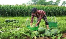 娱乐718.吃瓜王大炮,揭秘吃瓜王大炮的瓜界传奇