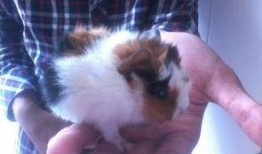 老鼠大神最新爆料,老鼠大神最新爆料，带你探秘娱乐圈幕后真相！