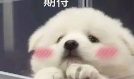 微信免费吃瓜聊天记录图文,揭秘网络社交的趣味与陷阱