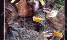 策划八哥爆料视频大全下载,视频大全下载攻略全解析