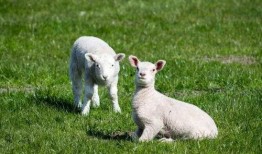 灰小羊视频爆料者是谁,是谁揭开神秘面纱？