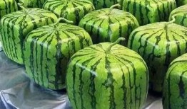 一起免费吃瓜的由来,揭秘一起免费吃瓜的由来与演变