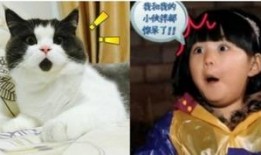 猫脸女孩爆料视频,揭秘视频背后的惊人真相