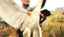 鸡鸣白鹤最新爆料,娱乐圈最新爆料大起底