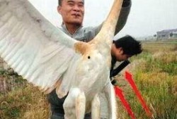 鸡鸣白鹤最新爆料,娱乐圈最新爆料大起底