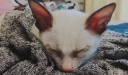 捡来的猫男友在线观看,在线观看揭开奇幻爱情之谜