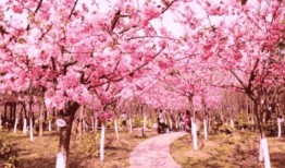 爆料樱花女生视频大全,青春风采绽放瞬间