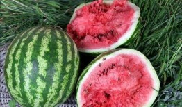 免费吃瓜网站地址,畅享海量资讯，轻松获取独家内幕