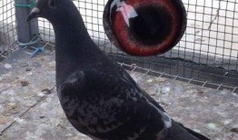 老秦爆料亲妈视频播放在线观看,独家在线观看，揭秘家庭温馨瞬间