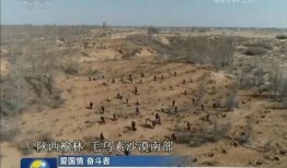 最新沙漠爆料新闻视频,揭秘最新沙漠爆料视频背后的震撼景象