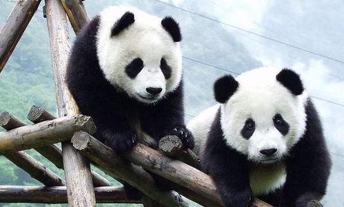 娱乐吃瓜酱大熊猫,揭秘大熊猫的趣味生活