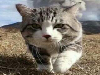 娱乐吃瓜小猫咪小说免费阅读,揭秘娱乐圈幕后风云